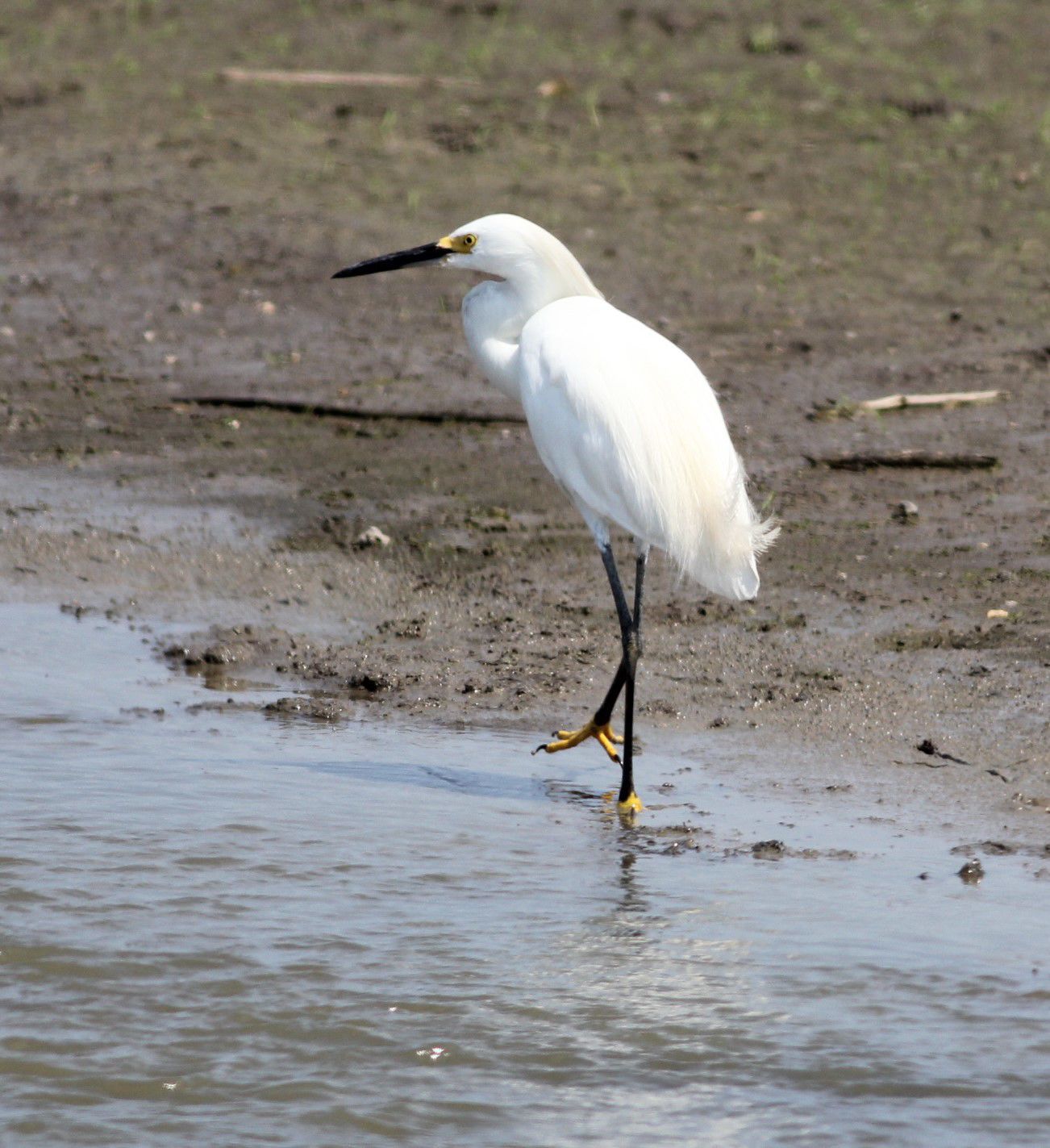 Big Muddy